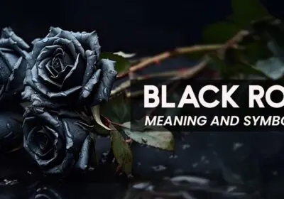 "A single black rose with velvety petals, symbolizing mystery, mourning, rebirth, and strength."