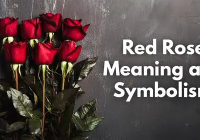 A single red rose symbolizing love, passion, and romance – the most iconic flower for expressing deep emotions.