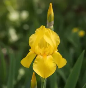 Yellow Iris Flower Meaning 11 11zon e1758524739678