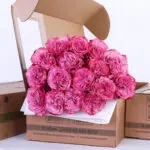Rose Ecuador Country Blues Lilac