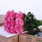Rose Ecuador Country Blues Lilac (2)