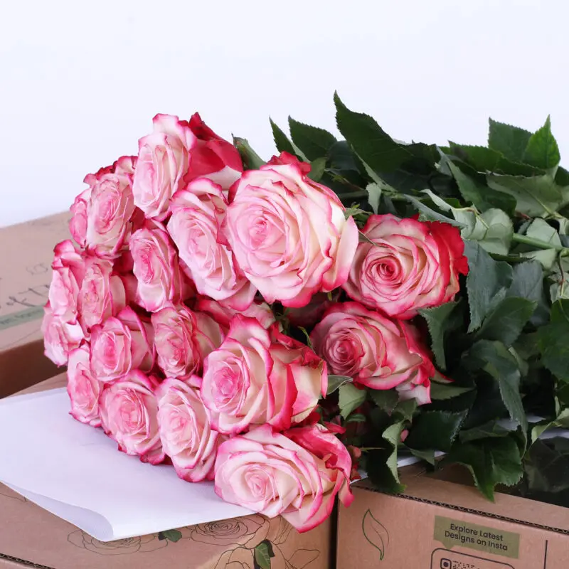 Rose Ecuador Paloma Pink (2) Rose Ecuador Paloma Pink 2