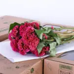 Celosia argentea bombay dark pink 2 celosia argentea bombay dark pink (2)