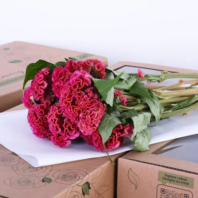 celosia argentea bombay dark pink (2) celosia argentea bombay dark pink 2