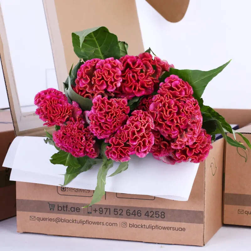 celosia argentea bombay dark pink celosia argentea bombay dark pink bunch of flowers