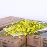 golden wish oncidium honey angel yellow New