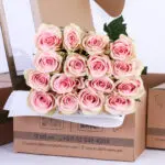 Rose ecuador absolut in pink peach 1 rose ecuador absolut in pink peach