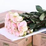 Rose ecuador absolut in pink peach 2 rose ecuador absolut in pink peach 60cm (2)