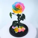 Rainbow Single Preserved Rose 3 02