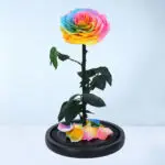 Rainbow Single Preserved Rose 2 02.