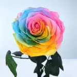Rainbow Single Preserved Rose 4 03