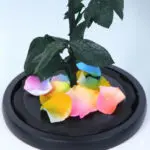 Rainbow Single Preserved Rose 5 04