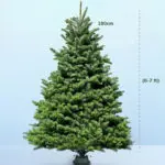 Fresh Christmas Tree with Stand - 6-7 Feet 1 6-7ft-fresh-christmas-tree-with-stand-01