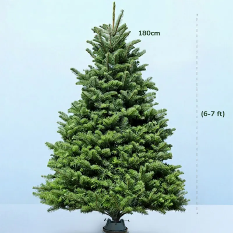 6-7ft-fresh-christmas-tree-with-stand-01 6-7ft fresh Christmas tree with dense, full green branches with a durable stand.