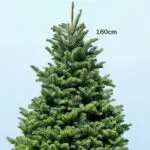 Fresh Christmas Tree with Stand - 6-7 Feet 2 6-7ft-fresh-christmas-tree-with-stand-02