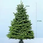Fresh Christmas Tree with Stand- 7- 8 Feet 1 7-8ft-fresh-christmas-tree-with stand-01