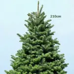 Fresh Christmas Tree with Stand- 7- 8 Feet 2 7-8ft-fresh-christmas-tree-with stand-02