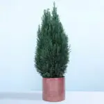 100cm Tall Christmas Tree Plant in Pot – Chamaecyparis Ellwoodii 1 100cm-tall-christmas-tree-plant-chamaecyparis-ellwoodii_001