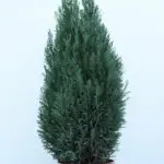 100cm Tall Christmas Tree Plant in Pot – Chamaecyparis Ellwoodii 2 100cm-tall-christmas-tree-plant-chamaecyparis-ellwoodii_02