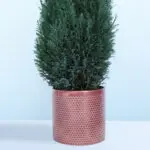 100cm Tall Christmas Tree Plant in Pot – Chamaecyparis Ellwoodii 3 100cm-tall-christmas-tree-plant-chamaecyparis-ellwoodii_03