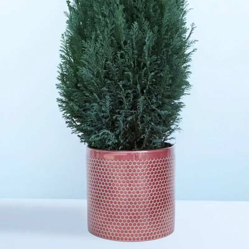 100cm-tall-christmas-tree-plant-chamaecyparis-ellwoodii_03 100cm tall christmas tree plant chamaecyparis ellwoodii 03