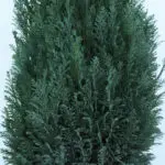 100cm Tall Christmas Tree Plant in Pot – Chamaecyparis Ellwoodii 4 100cm-tall-christmas-tree-plant-chamaecyparis-ellwoodii_04