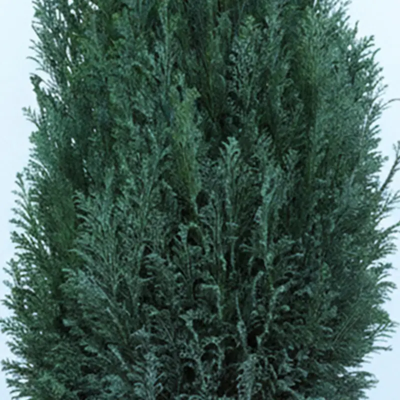 100cm-tall-christmas-tree-plant-chamaecyparis-ellwoodii_04 100cm tall christmas tree plant chamaecyparis ellwoodii 04