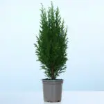 45cm Mini Christmas Tree Plant in Pot – Chamaecyparis Ellwoodii 1 45cm-mini-christmas-tree-chamaecyparis-ellwoodii_001