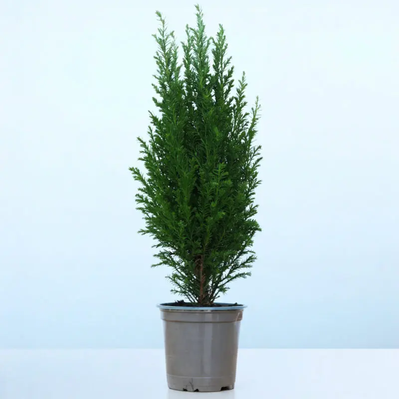 45cm-mini-christmas-tree-chamaecyparis-ellwoodii_001 Potted 45cm Chamaecyparis Ellwoodii mini Christmas tree in a 13cm pot on a tabletop, ideal for Christmas decor.