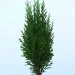 45cm Mini Christmas Tree Plant in Pot – Chamaecyparis Ellwoodii 2 45cm-mini-christmas-tree-chamaecyparis-ellwoodii_02
