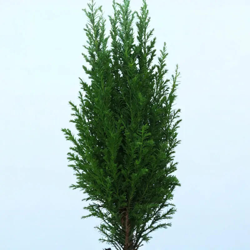 45cm-mini-christmas-tree-chamaecyparis-ellwoodii_02 45cm mini christmas tree chamaecyparis ellwoodii 02