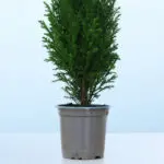 45cm Mini Christmas Tree Plant in Pot – Chamaecyparis Ellwoodii 3 45cm-mini-christmas-tree-chamaecyparis-ellwoodii_03