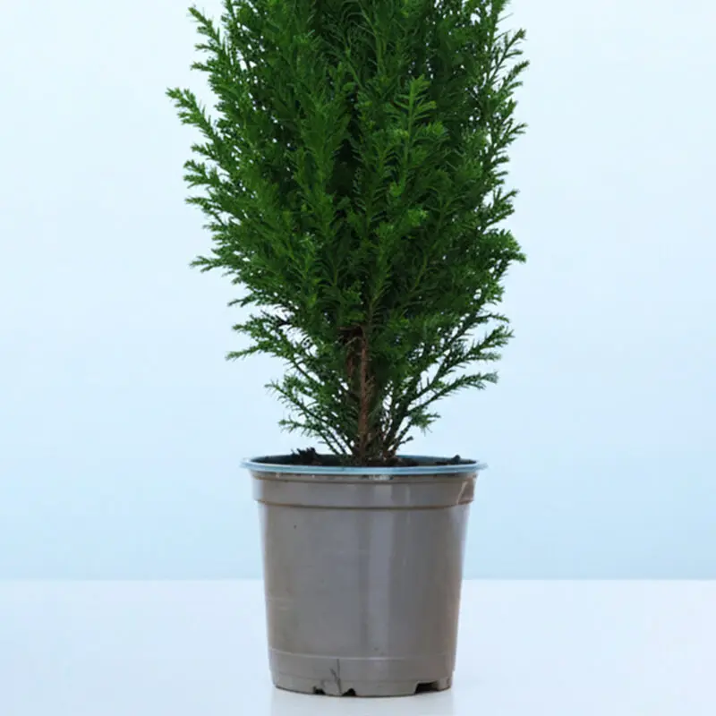 45cm-mini-christmas-tree-chamaecyparis-ellwoodii_03 45cm mini christmas tree chamaecyparis ellwoodii 03