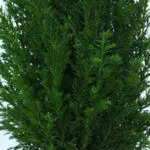 45cm Mini Christmas Tree Plant in Pot – Chamaecyparis Ellwoodii 4 45cm-mini-christmas-tree-chamaecyparis-ellwoodii_04