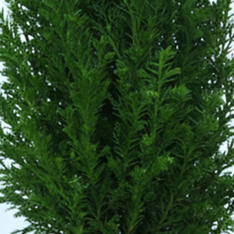 45cm-mini-christmas-tree-chamaecyparis-ellwoodii_04 45cm mini christmas tree chamaecyparis ellwoodii 04