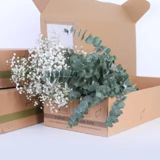 Gypsophila Excellence & Eucalyptus Cinerea Bunch