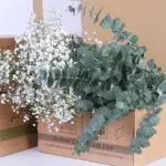 Gypsophila Excellence & Eucalyptus Cinerea Bunch 2 02