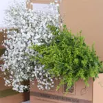 Gypso Exellence & Lipidium 2 02