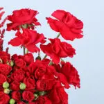 Red Spray Roses box with 3 Heart Balloons 3 04