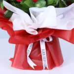 25-red-roses-red-wrap_05
