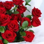 25 Red Roses Bouquet in White Wrap 3 25-red-roses-white-wrap_03