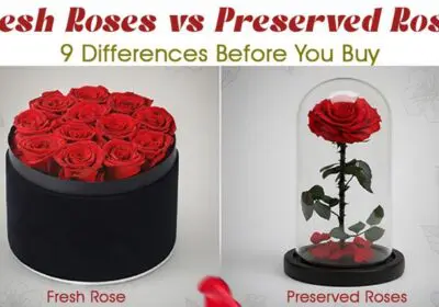 Fresh roses vs preserved roses 9 differences before you buy, comparing care, lifespan, and features.