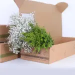 Gypso Exellence & Lipidium 1 Gypso_lipidium