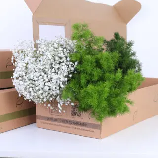 Gypso with Asparagus Leaves