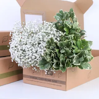 Gypso and Pittosparum Leaves