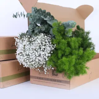 Gypsophila Excellence with Asparagus & Eucalyptus Bunch