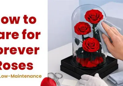 Simple care routine showing how to maintain forever roses with no watering and minimal effort.