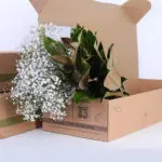 Gypso & Magnolia 1 Magnolia_Gypso