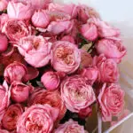 bombastic-light-pink-rose-peony-bouquet_05