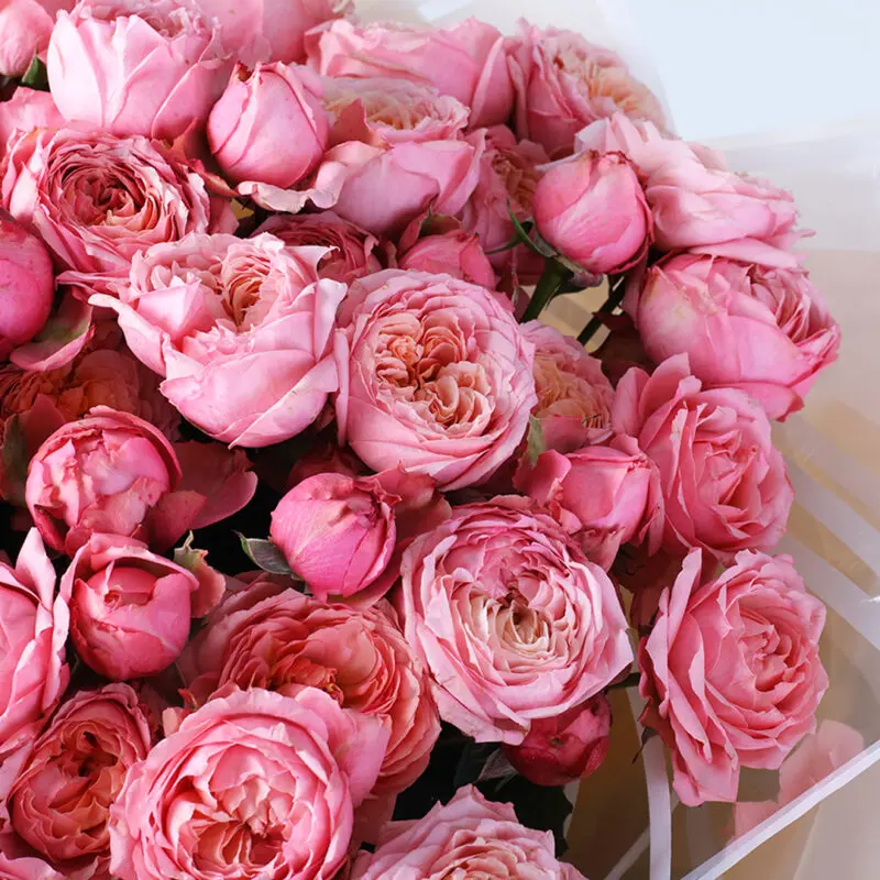 bombastic-light-pink-rose-peony-red-teddy-combo_03 bombastic light pink rose peony red teddy combo 03